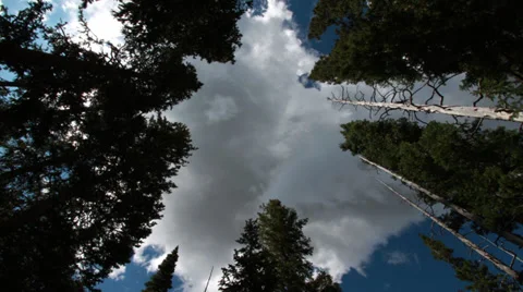 125 In the Woods Stock Footage 32286743