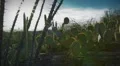 (1250) Arizona desert saguaro prickly pear cactus sonora desert time-lapse HD Footage