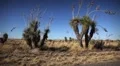 (1253) Speeding train at crossing with shipping boxcars in desert cactus HD Footage