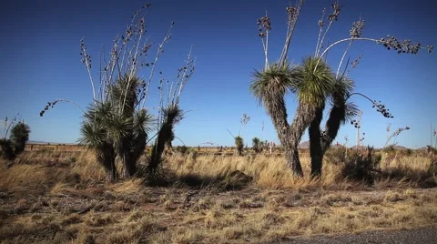 (1253) Speeding train at crossing with shipping boxcars in desert cactus Stock Footage