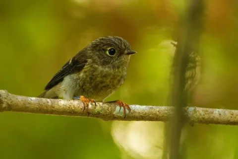 Karure ist Neuseelands Vogel des Jahres, Archivbilder Petroica australis - South Island Robin - toutouwai - endemic New Zealand forest bird sitting on the branch in the forest. xkwx animal, australis, background, bird, birding, birdwatching, black, colour, dark, down, ecosystem, endemic, environment, fauna, fiordland, forest, green, grey, island, kiwi, national, native, natural, nature, new, north, ornithologist, ornithology, outdoor, park, petroica, primeval, primeval forest, rare, robin, singing bird, songbird, south, toitoi, toutouwai, track, under, white, wild, wildlife, zealand