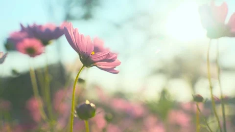 ?????? Video stock 125464412