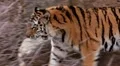 (1254a) A Day at the Zoo Series Bengal Tiger Prowling Enclosure HD Footage