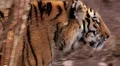 (1254c) A Day at the Zoo Series Bengal Tiger Prowling Enclosure HD Footage