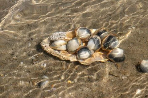 Common  cockles  underwater  on  seabed  -  species  of  edible  saltwater  clams xkwx abstract,  animal,  authentic,  clam,  cockle,  common  cockle,  conch,  heart  mussel,  dam,  detail,  dish,  edible,  edible  clam,  edible  cockle,  food,  heart,  meal,  muscle,  mussel,  nobody,  outdoors,  oval,  real,  ribbed,  ribbed  oval,  saltwater,  sand,  sea,  sea  animal,  sea  food,  seabed,  seafood,  shell,  shell-fish,  shuck,  underwater,  unique,  unnatural,  unusual,  warping,  wave,  waves,  waving