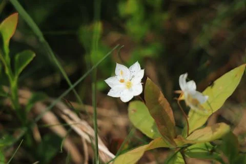 Trientalis europaea or chickweed-wintergreen is typical flower for ...