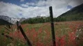 (1266) Aspen Colorado Wilderness Mountain Meadow Wildflower Timelapse HD Footage
