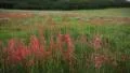 (1267) Aspen Colorado Wilderness Mountain Meadow Summer Wildflowers HD Footage