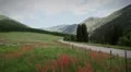 (1268) Beautiful summer wildflowers mountain wilderness meadow landscape HD Footage