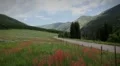 (1268b) Beautiful summer wildflowers mountain wilderness meadow landscape HD Footage
