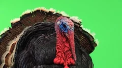 Turkey opens its feathers and calms down and makes a sound. The bronze turkey