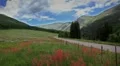 (1270) Beautiful summer wildflowers mountain wilderness meadow landscape HD Footage