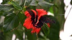 closeup of a red scarlet butterfly collecting nectar from a chinese hibiscus 