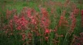 (1271) Beautiful summer wildflowers mountain wilderness meadow landscape HD Footage