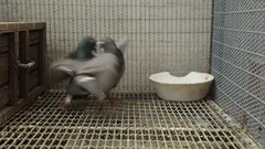 fighting of homing pigeon in home loft