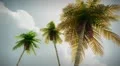 (1274) Romantic tropical palm trees travel fantasy animation HD Footage