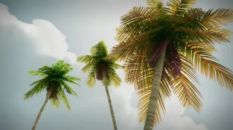 (1274) Romantic tropical palm trees travel fantasy animation Stock Footage