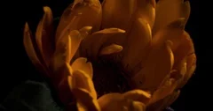 Orange pot marigold calendula blossom, extreme macro timelapse, 4k 30fps