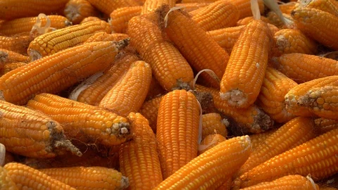 การอบแห้งข้าวโพดที่สวนในที่ราบสูงตอนกลางของเวียดนาม Stock Footage 128216024