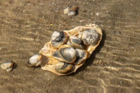 Common  cockles  underwater  on  seabed  -  species  of  edible  saltwater  clams xkwx animal,  clam,  cockle,  common  cockle,  conch,  conhheart  mussel,  dam,  detail,  dish,  edible,  edible  clam,  edible  cockle,  food,  heart,  meal,  muscle,  mussel,  nobody,  outdoors,  oval,  ribbed,  ribbed  oval,  saltwater,  sand,  sea,  sea  animal,  sea  food,  seabed,  seafood,  shell,  shell-fish,  shuck,  underwater,  warping,  wave,  waves,  waving