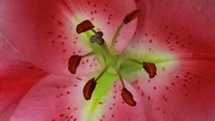 Flower Time-Lapse - Lilies Live and Die - 59,94FPS NTSC