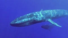 Slow motion, Two Blue Whales mother with baby whale slowly swims in blue water