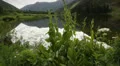 (1290) Serene looping summer mountain lake scene - Aspen Colorado Rockies Maroon HD Footage