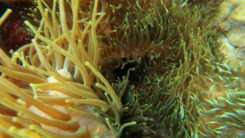12920 2 fast spinning turning close up camera swimming around view underwater in Stock Footage 320900308