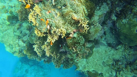 12920 wide angle still camera view underwater in ocean to cluster of Cinnamon Cl Stock Footage 320900105