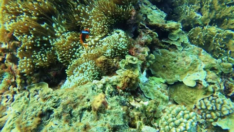 12923 close up camera swimming around view underwater in ocean sea floor bed to  Stock Footage 320899828