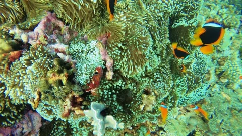 12924 slow motion close up camera  view underwater in ocean to cluster of Cinnam Stock Footage 320899853