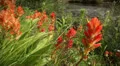 (1293) Looping Colorado spring wilderness wildflowers scene - Rockies wilderness HD Footage