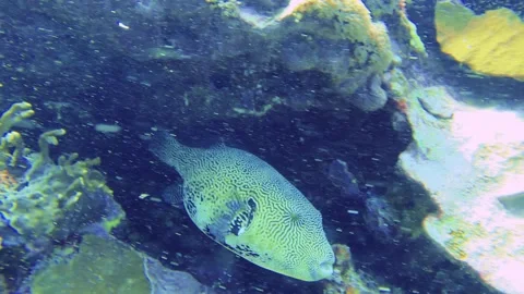 12931 swimming underwater camera view of a Stellate puffer hiding between corals Stock Footage 320478074