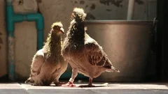 new born homing pigeon in breeding loft