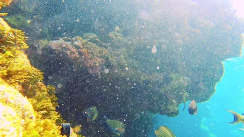 12960 slow motion still view of school of striped Zebra Lined black surgeonfish  Stock Footage 328648964