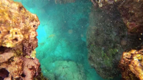 12972top to bottom view from surface of striped Zebra Lined black surgeonfish sw Stock Footage 329061891