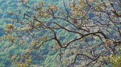 1298  Some trees in the mountains Stock Footage 36358277