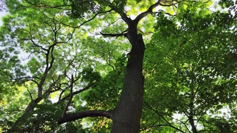 12_Sunlit Tree Canopy with Vibrant Green Leaves and Tall Branches Video stock 289343191