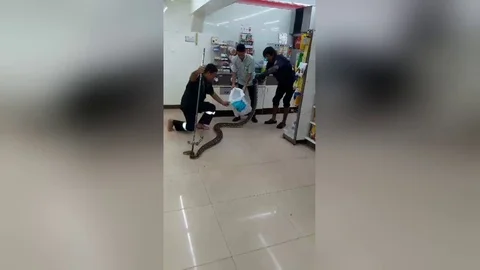 12ft-long python terrifies supermarket staff Vidéo 106314677