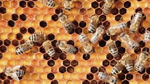 12Z DSCF866 Stock Footage 237880816