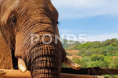 13 African Elephant close encounter sanctuary head at fence Stock Photos
