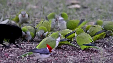 13 Flock of Monk Parakeet (M. monachus) and Giant Cowbird (M. oryzivorus) Stock Footage 80920703