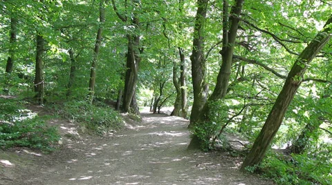 13 Idyllic forest path, man on bicycle Stock Footage 39073575