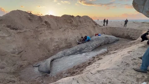 A 13-meter sperm whale was found dead on Zikim Beach in Ashkelon, Israel, Ashkel Stock Footage 329590685