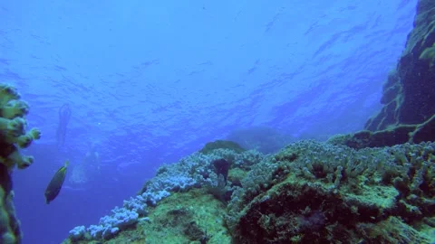 13001still view close up view of Whitecheek surgeonfish bridled parrotfish black Stock Footage 329429199