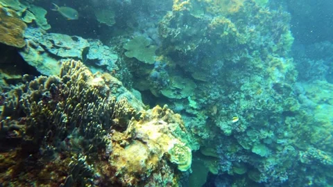 13002floating in the deep blue ocean sea salt water surround by various coral re Stock Footage 329428826
