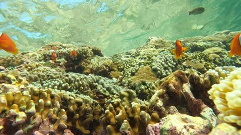 13004Close up still view of cluster of one strip orange clown Cinnamon Clown fis Stock-Footage 329428848