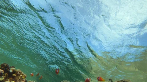 13005still view of cluster of a school of one strips clown fishes Scissortail se Stock Footage 329429133