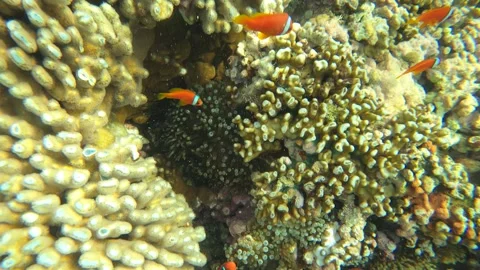 13006camera angle overview to a cluster of many one white stripped clownfish hid Stock Footage 329429735