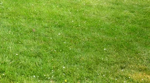 130115 hail bouncing on grass Stock Footage 20441264